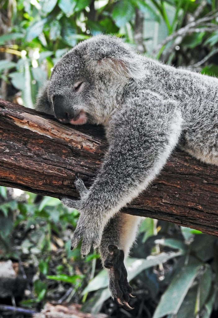image of a koala bear asleep
