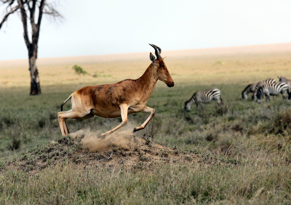 image of a gazelle in the savannah 